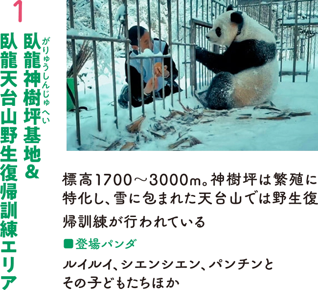 １：臥龍神樹坪基地＆臥龍天台山野生復帰訓練エリア　標高1700～3000m。神樹坪は繁殖に特化し、雪に包まれた天台山では野生復帰訓練が行われている　■登場パンダ　ルイルイ、シエンシエン、パンチンとその子どもたちほか