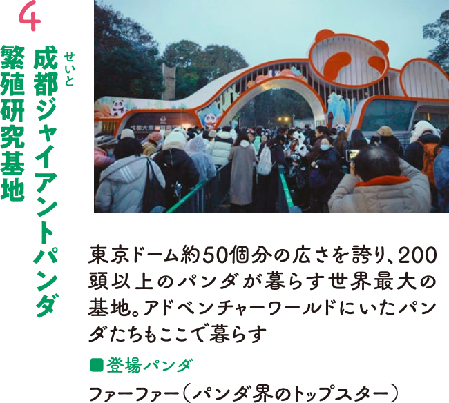 ４：成都ジャイアントパンダ繁殖研究基地　東京ドーム約50個分の広さを誇り、200頭以上のパンダが暮らす世界最大の基地。アドベンチャーワールドにいたパンダたちもここで暮らす　■登場パンダ　ファーファー（パンダ界のトップスター）